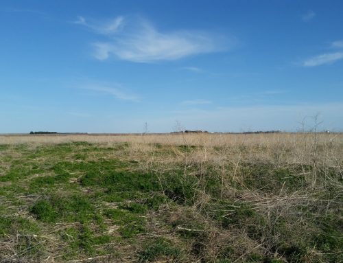 81 Acres of Grassland Enrolled in NRCS – Northwest of Axtell, NE